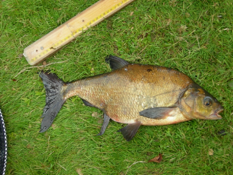 Lith 2008 (126)
